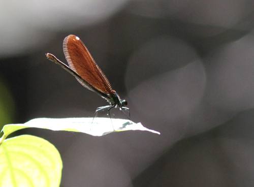 Aeshna mixta maschio, Calopteryx virgo femmina, Calopteryx virgo maschio